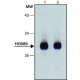 ANTI-HOXB6 (C-TERMINAL) ~1.0 mg/mL, affinity isolated antibody, buffered aqueous solution,