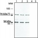 ANTI-SYNAPSIN II ~1 mg/mL, affinity isolated antibody, buffered aqueous solution,