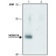 ANTI-HOXA10 (C-TERMINAL) IgG fraction of antiserum, buffered aqueous solution,