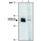 ANTI-HOXA10 (N-TERMINAL) ~1.0 mg/mL, affinity isolated antibody, buffered aqueous solution,