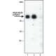 ANTI-APG5 (C-TERMINAL) ~1 mg/mL, affinity isolated antibody,