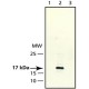 ANTI-CENP-A ~2 mg/mL, affinity isolated antibody, buffered aqueous solution,