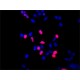 ANTI-HOXC9 (C-TERMINAL) ~1.0 mg/mL, affinity isolated antibody, buffered aqueous solution,