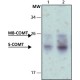 ANTI-COMT IgG fraction of antiserum, buffered aqueous solution,