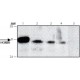ANTI-HOXB8 (C-TERMINAL) ~1.0 mg/mL, affinity isolated antibody, buffered aqueous solution,