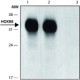 ANTI-HOXB8 (N-TERMINAL) ~1.0 mg/mL, affinity isolated antibody, buffered aqueous solution,