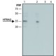 ANTI-HTRA2 ~1.5 mg/mL, affinity isolated antibody, buffered aqueous solution,