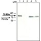 ANTI-HIP14 affinity isolated antibody, buffered aqueous solution,