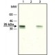 ANTI-ACETYL HISTONE H1.4 (ACLYS26) affinity isolated antibody, buffered aqueous solution,
