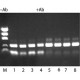 JUMPSTART(TM) REDTAQ(R) DNA POLYMERASE& 
