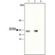 ANTI-DIMETHYL-HISTONE H1.4 (DIME-LYS26) ~1.5 mg/mL, affinity isolated antibody, buffered aqueous solution,
