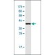 Monoclonal Anti-CARD17 antibody produced in mouse, clone 1G6, purified immunoglobulin, buffered aqueous solution,
