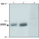 ANTI-HOXA5 ~1.0 mg/mL, affinity isolated antibody, buffered aqueous solution,