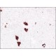 Monoclonal Anti-Insulin antibody produced in mouse, clone K36AC10, ascites fluid,
