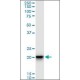 Monoclonal Anti-SFRS3, (N-terminal) antibody produced in mouse, clone 1C8, purified immunoglobulin, buffered aqueous solution,