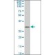 Monoclonal Anti-UCP1 antibody produced in mouse, clone 4B7, purified immunoglobulin, buffered aqueous solution,
