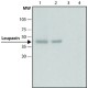 ANTI-LEUPAXIN ~1.0 mg/mL, affinity isolated antibody, buffered aqueous glycerol solution,