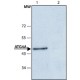 ANTI-ATG4A ~1.0 mg/mL, affinity isolated antibody, buffered aqueous solution,