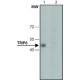 Monoclonal Anti-TRIP6 antibody produced in mouse, ~1.0 mg/mL, clone TRP(C)-34, purified immunoglobulin, buffered aqueous solution,
