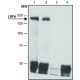 ANTI-LRP6 (C-TERMINAL REGION) ~1.5 mg/mL, affinity isolated antibody, buffered aqueous solution,