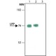 Monoclonal Anti-LPP antibody produced in mouse, ~1.0 mg/mL, clone LPP4, purified immunoglobulin, buffered aqueous solution,