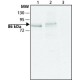 ANTI-DYRK1A (N-TERMINAL) ~1.5 mg/mL, affinity isolated antibody, buffered aqueous solution,