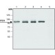 ANTI-ITCH ANTIBODY PRODUCED IN RABBIT ~1.5 mg/mL, affinity isolated antibody, buffered aqueous solution,