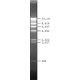 LAMBDA DNA HIND III DIGEST AQUEOUS*SOLUT ION for DNA electrophoresis,