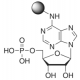 ADENOSINE 5-MONOPHOSPHATE-AGAROSE lyophilized powder,