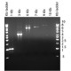 JUMPSTART TAQ DNA POLYMERASE with MgCl2,