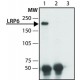 ANTI-LRP6, ANTIBODY PRODUCED IN RABBIT& ~1.5 mg/mL, affinity isolated antibody, buffered aqueous solution,