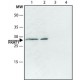 ANTI-FRAT1 (C-TERMINAL) ~1.5 mg/mL, affinity isolated antibody,