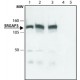 ANTI-SRGAP3 ~1.5 mg/mL, affinity isolated antibody, buffered aqueous solution,