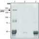 ANTI-LRP6 (C-TERMINAL), ANTIBODY PROD& ~1.5 mg/mL, affinity isolated antibody, buffered aqueous solution,