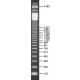 DNA LADDER (123 BP) for DNA electrophoresis,