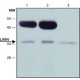 ANTI-LIVIN (C-TERMINAL), ANTIBODY PROD& ~1.0 mg/mL, affinity isolated antibody, buffered aqueous solution,