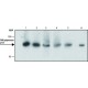 Monoclonal Anti-DNA polymerase delta p125 antibody produced in rat, ~1.0 mg/mL, clone PDG 5G1, purified immunoglobulin, buffered aqueous solution,