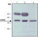 ANTI-LIVIN ALPHA, ANTIBODY PRODUCED& ~1.0 mg/mL, affinity isolated antibody, buffered aqueous solution,