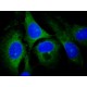 ANTI-RAB13, ANTIBODY PRODUCED IN RABBIT& ~1.0 mg/mL, affinity isolated antibody,