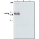 ANTI-MUCOLIPIN-3 (C-TERMINAL) ~1.5 mg/mL, affinity isolated antibody, buffered aqueous solution,