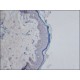ANTI-CYLD (C-TERMINAL), ANTIBODY PRODUC& ~1.0 mg/mL, affinity isolated antibody,