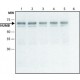 ANTI-NUMB (C-TERMINAL) ~1.0 mg/mL, affinity isolated antibody,