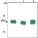 MONOCLONAL ANTI-AGO2, ANTIBODY PRODUCED& ~1.5 mg/mL, clone 11A9, purified immunoglobulin,