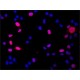 ANTI-DGCR8 (N-TERMINAL), ANTIBODY PRODU& ~1.0 mg/mL, affinity isolated antibody,