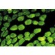 Monoclonal Anti-Actin antibody produced in mouse, clone AC-40, ascites fluid,