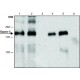 ANTI-GAPEX-5 (N-TERMINAL), ANTIBODY PRO& ~1.0 mg/mL, affinity isolated antibody,