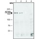 ANTI-AS160 (C-TERMINAL), ANTIBODY PRODU& ~1.5 mg/mL,