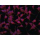 ANTI-AS160 (C-TERMINAL REGION), ANTIBOD& ~1.5 mg/mL, affinity isolated antibody,