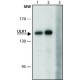 ANTI-ULK1, ANTIBODY PRODUCED IN RABBIT& ~1.0 mg/mL, affinity isolated antibody,