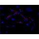 ANTI-EDC4 (N-TERMINAL), ANTIBODY PRODUC& ~1.0 mg/mL, affinity isolated antibody,